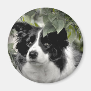Collie Dog in de Bossen Magneet