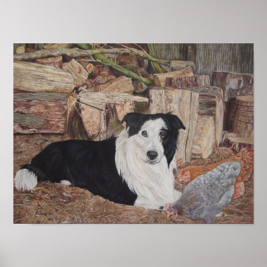 collie dog in een loopplank met kippen poster (Voorkant)