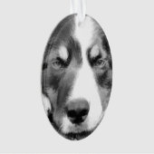 COLLIE FRONTALIÈRE (devant)