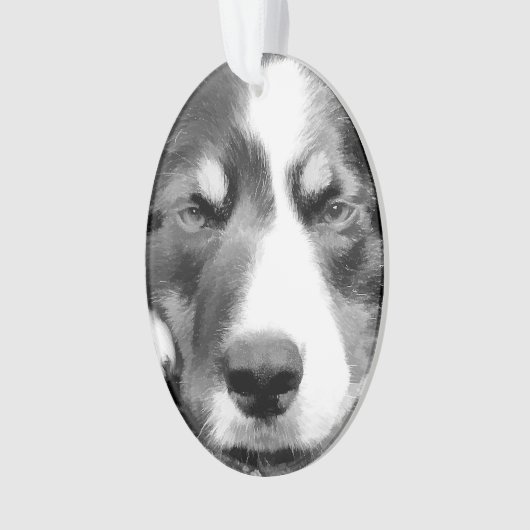 COLLIE FRONTALIÈRE (devant)