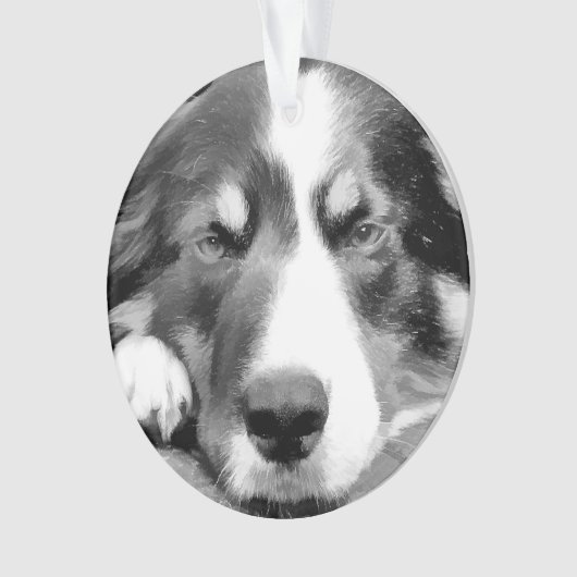 COLLIE FRONTALIÈRE (devant)