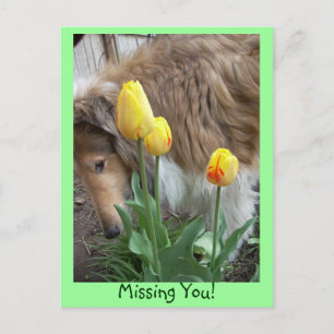 Collie, ik mis je! Briefkaart