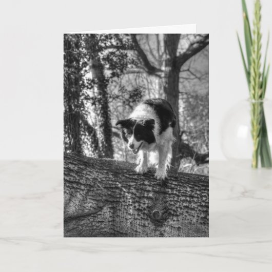 Collie in de bossen Verjaardag Kaart (Voorkant)