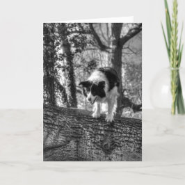 Collie in de bossen Verjaardag Kaart