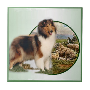 Collie Keeper van de schapen Tegeltje