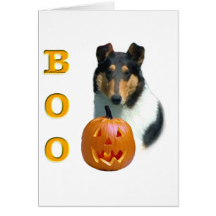Collie (lisse) Boo