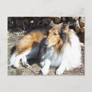 Collie met Firewood-Briefkaarten Briefkaart