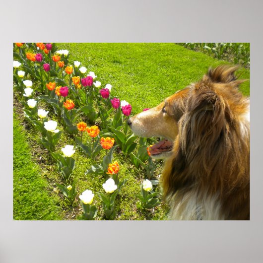 Collie N Plus Poster Tulips (Devant)
