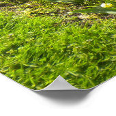 Collie N Plus Poster Tulips (Coin)