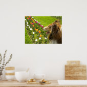 Collie N Plus Poster Tulips (Cuisine)