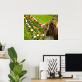 Collie N Plus Poster Tulips (Bureau à domicile)