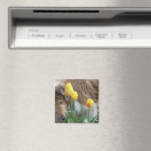 Collie N Tulips Magnet (In Situ (Lave-vaisselle))