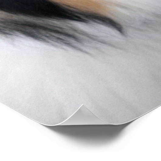 Collie Poster (Hoek)