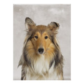 Collie Poster Perfect Poster (Voorkant)