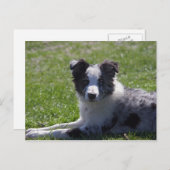 collie pup grens briefkaart (Voorkant / Achterkant)