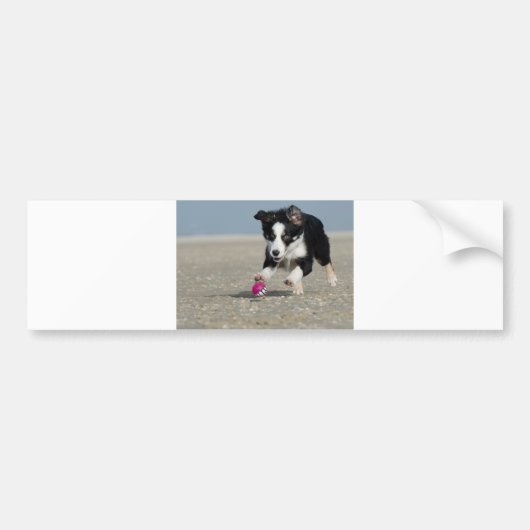 collie pupil op het strand met speelgoed bumpersticker (Voorkant)