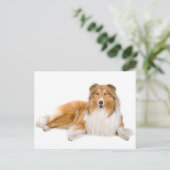 Collie Puppy Chien Grey Carte postale (Debout devant)