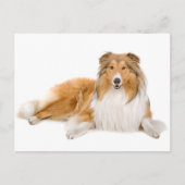 Collie Puppy Chien Grey Carte postale (Devant)