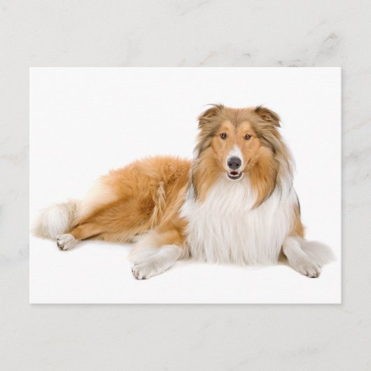 Collie Puppy Chien Grey Carte postale (Devant)