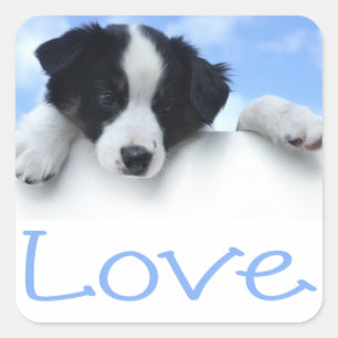 Collie Puppy Dog Blue Love Black and White Border Vierkante Sticker