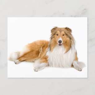 Collie Puppy Dog Greeting Post Card Briefkaart