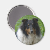 Collie-Tri-Magnet Magneet (Voorkant / Achterkant)