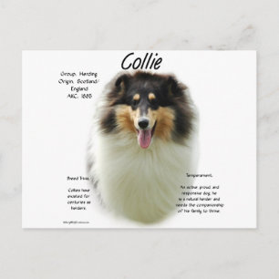 Collie (tri rough) Geschiedenis Ontwerp Briefkaart