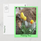 Collie, Tu M'As Manqué ! Carte postale (Devant / Derrière)
