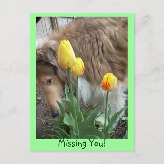 Collie, Tu M'As Manqué ! Carte postale (Devant)