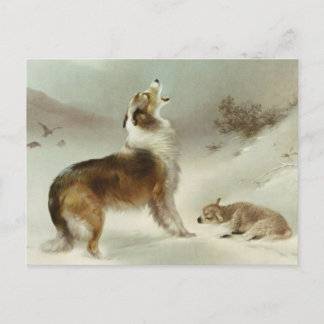 Collie und Schaf Briefkaart