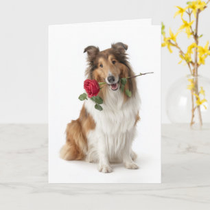 Collie Valentijnsdag – Tederheid met een roos Kaart