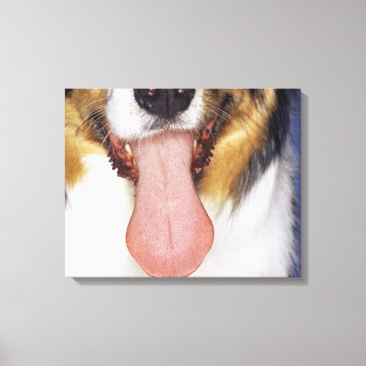 Collie waggong canvas afdruk (Voorkant)