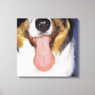 Collie waggong canvas afdruk