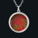 Collier Bactéries de Penumonia<br><div class="desc">Un plat de filet de pneumocoque avec un disque antibiotique d'optochin placé là-dessus. Le plat montre l'alpha hemoloysis du plat d'agar de sang.</div>