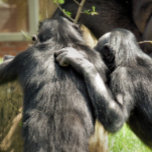 COLLIER CHIMPANZÉS<br><div class="desc">Une paire de chimpanzés très mignons. Sont-ils les meilleurs amis ou planifient-ils des méfaits ?</div>