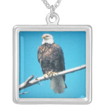 Collier d'aigle chauve