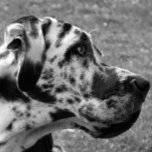 COLLIER GRAND DANE<br><div class="desc">Un beau design noir et blanc d'un chien de Grande Danse. Angleterre Royaume-Uni.</div>