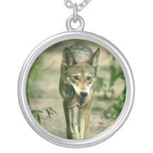 Loup rouge astucieux de Nord-américain