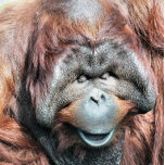 COLLIER ORANGUTANS<br><div class="desc">Un design photographique d'un magnifique orangoutan mâle.</div>