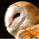 COLLIER OWLS<br><div class="desc">Une belle aquarelle artistique douce d'un hibou-grange. Angleterre Royaume-Uni.</div>