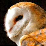 COLLIER OWLS<br><div class="desc">Une belle aquarelle artistique douce d'un hibou-grange. Angleterre Royaume-Uni.</div>