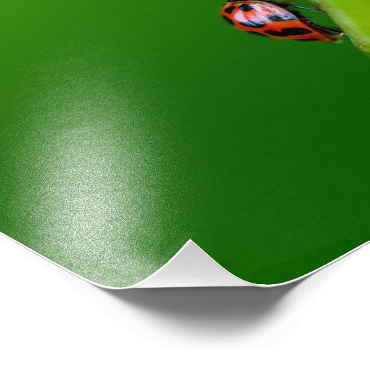 Collier photo Kodak Professional Photo Paper (Sati (Coin)