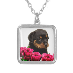Collier Rose Valentin Rottweiler Puppy