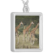Collier Trio des girafes de Rothschild, lac Nakuru (Devant Gauche)