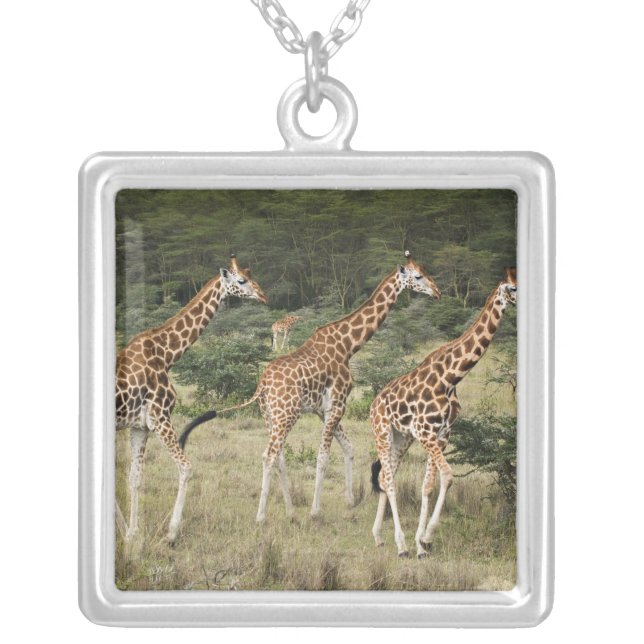 Collier Trio des girafes de Rothschild, lac Nakuru (Devant)