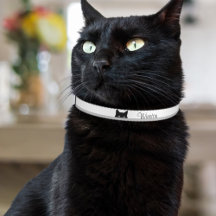 Chat Sournois