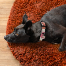 Oopsie Daisie Retro Marguerite multicolore