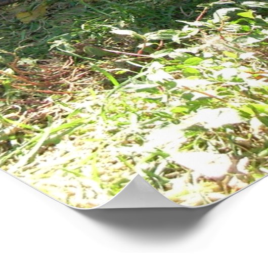 Collies bij rust - Poster (Hoek)