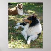 Collies bij rust - Poster (Voorkant)