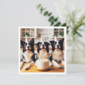 Collies frontalières, Carte d'anniversaire de chie (Debout devant)